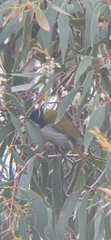 Melithreptus lunatus
