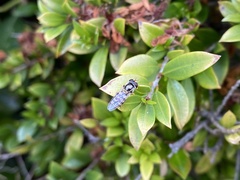 Simosyrphus grandicornis