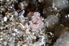 Actiniidae