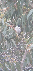 Melithreptus lunatus