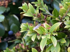 Simosyrphus grandicornis