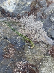 Phyllospadix torreyi