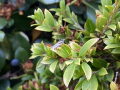 Simosyrphus grandicornis