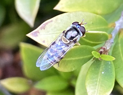 Simosyrphus grandicornis