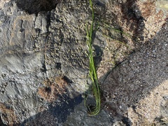 Phyllospadix torreyi