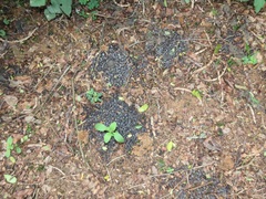 Cephalophorus natalensis natalensis