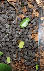 Cephalophorus natalensis natalensis