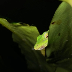 Anolis biporcatus