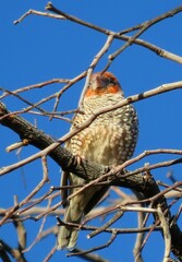 Amadina erythrocephala