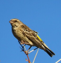 Crithagra atrogularis