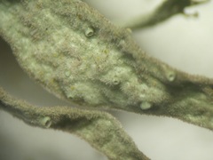 Ramalina puberulenta