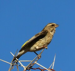 Crithagra atrogularis