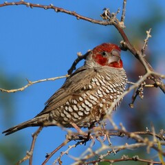 Amadina erythrocephala