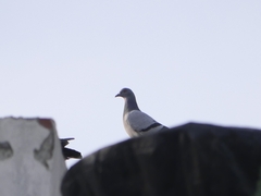 Columba livia domestica