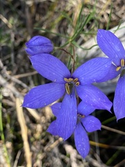 Cheiranthera alternifolia