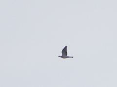 Columba palumbus