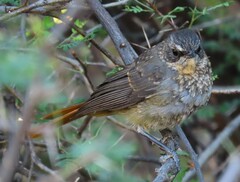 Cossypha caffra caffra