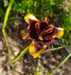 Moraea lurida