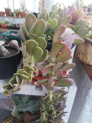 Kleinia petraea