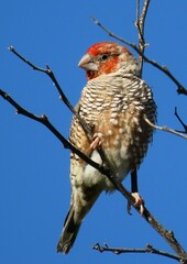 Amadina erythrocephala
