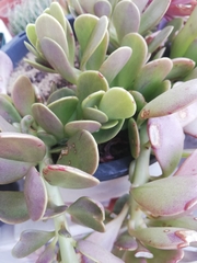 Kleinia petraea