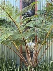 Cyatheales