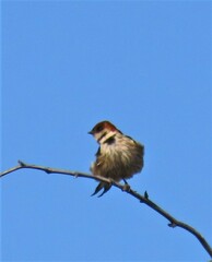 Cecropis cucullata