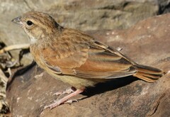 Emberiza impetuani