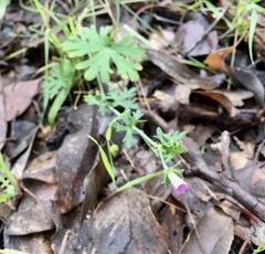 Geranium homeanum