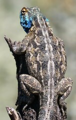 Agama aculeata aculeata