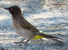 Pycnonotus nigricans