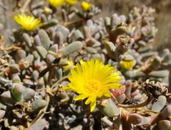 Malephora lutea