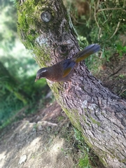 Trochalopteron morrisonianum