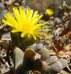 Malephora lutea