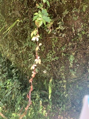 Tetrastigma obtectum glabrum