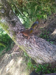 Trochalopteron morrisonianum