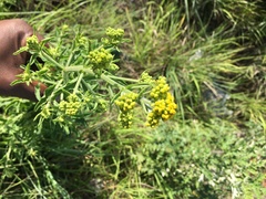 Senecio pterophorus