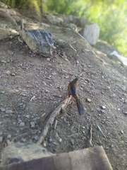 Trochalopteron morrisonianum