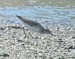 Calidris subminuta