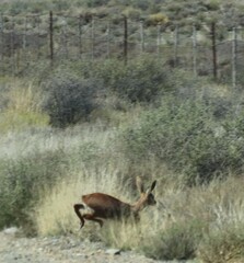 Raphicerus campestris campestris