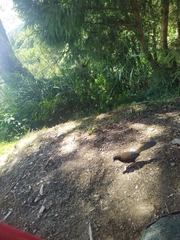 Trochalopteron morrisonianum