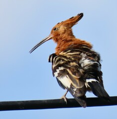 Upupa epops africana