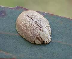 Paropsis deserti