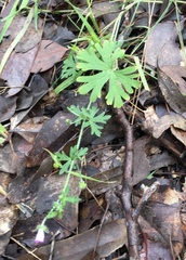 Geranium homeanum