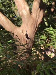 Trichonephila plumipes
