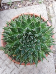 Aristaloe aristata
