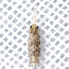 Hydroptilidae