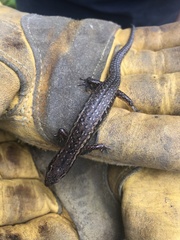 Oligosoma aeneum