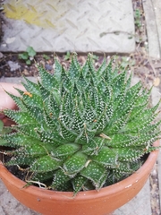 Aristaloe aristata