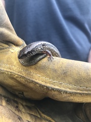 Oligosoma aeneum